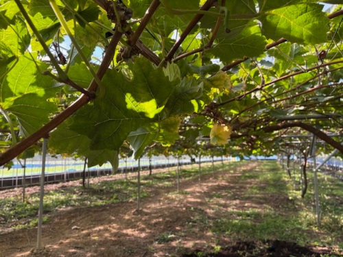 ハウスのぶどう