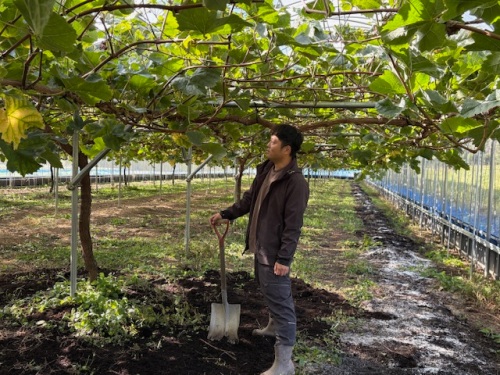 ハウスで作業する横山さん