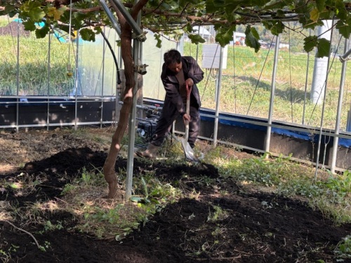 ハウスで作業する横山さん2