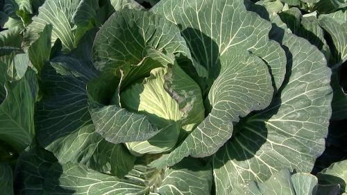 牛窓の気候は、キャベツ作りに適している