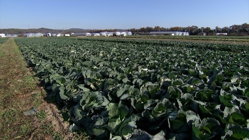 瀬戸内市牛窓町長浜にあるキャベツの畑