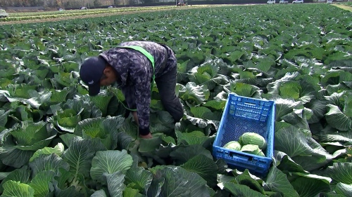 今まさに収穫シーズン