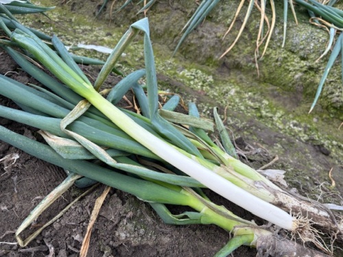 白ネギ
