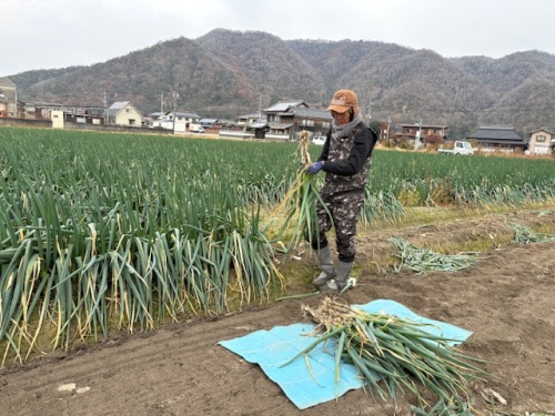 白ネギ生産者 中島 悠介さん
