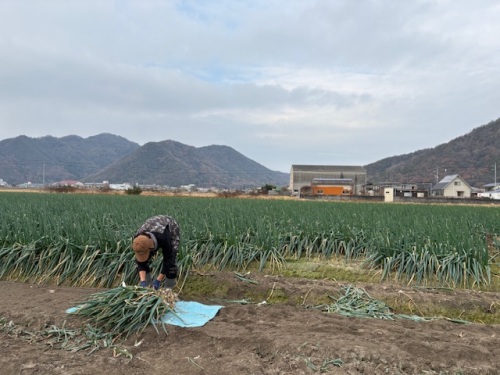 白ネギ生産者 中島 悠介さん