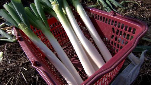 とても白い白ネギがカゴに入っている