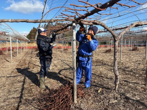 剪定する安達さん親子