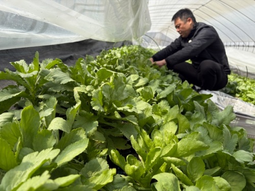 ハウスで作業中の水嶋さん