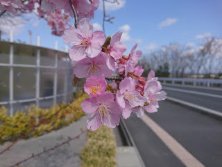 早咲きの桜 | 津山市　今井さん