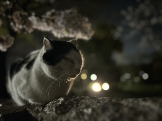 ネコにメロメロ | 岡山市　佐々木さん