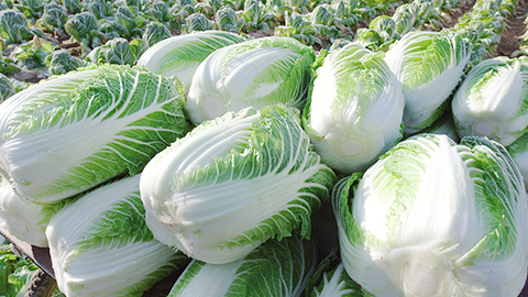 『旬の野菜詰め合わせセット』の詳細を見る
