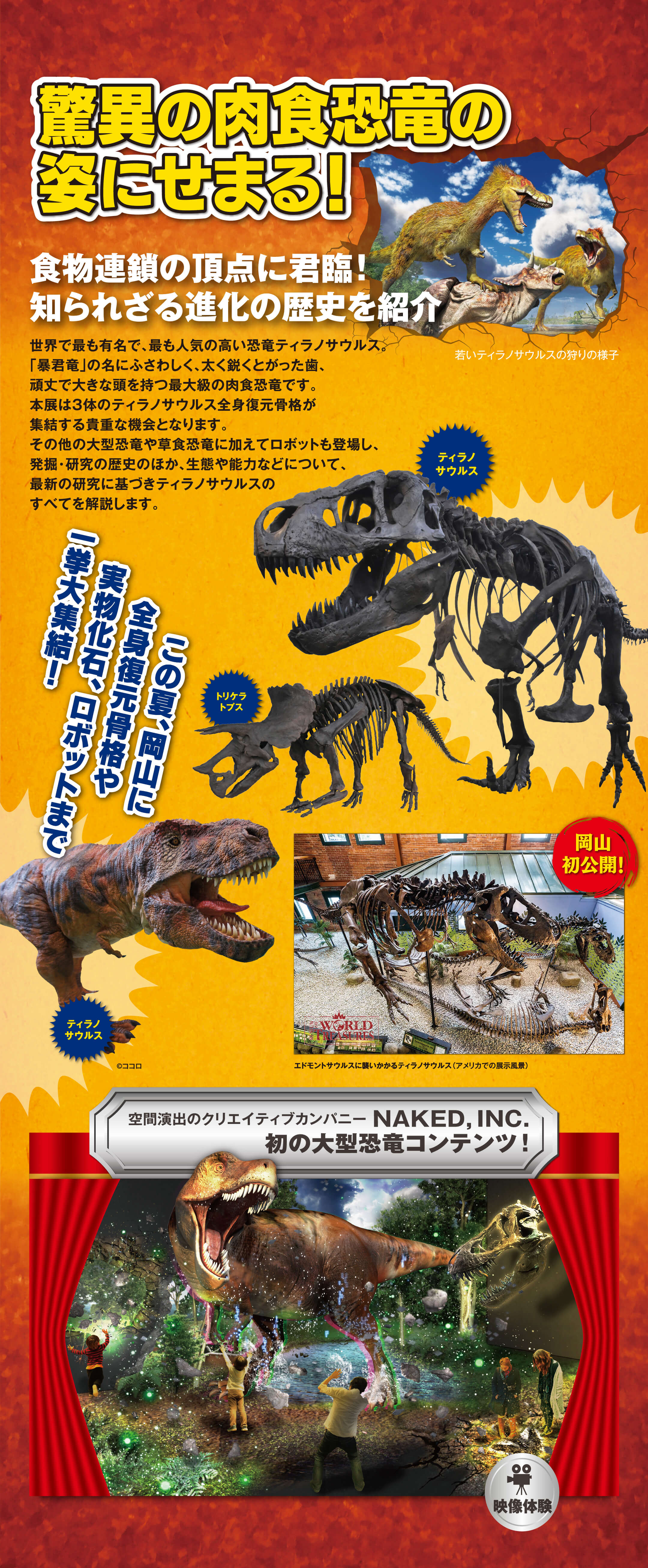 ・脅威の肉食恐竜の姿にせまる！食物連鎖の頂点に君臨！知られざる進化の歴史を紹介・世界で最も有名で、最も人気の高い恐竜ティラノサウルス。「暴君竜」の名にふさわしく、太く鋭くとがった歯、頑丈で大きな頭を持つ最大級の肉食恐竜です。本展は3体のティラノサウルス全身復元骨格が集結する貴重な機会となります。その他の大型恐竜や草食恐竜に加えてロボットも登場し、発掘・研究の歴史のほか、生態や能力などについて、最新の研究に基づきティラノサウルスのすべてを解説します。・この夏、岡山に全身復元骨格や実物化石、ロボットまで一挙大集結！・空間演出のクリエイティブカンパニーNAKED, INC. 初の大型恐竜コンテンツ！