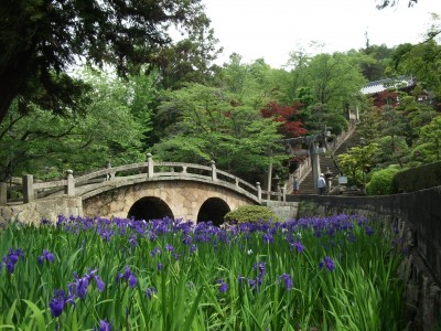 眼鏡橋とカキツバタ