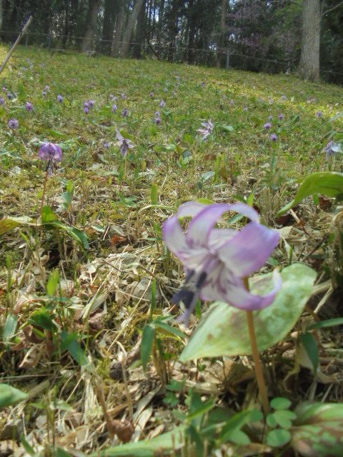 カタクリの花