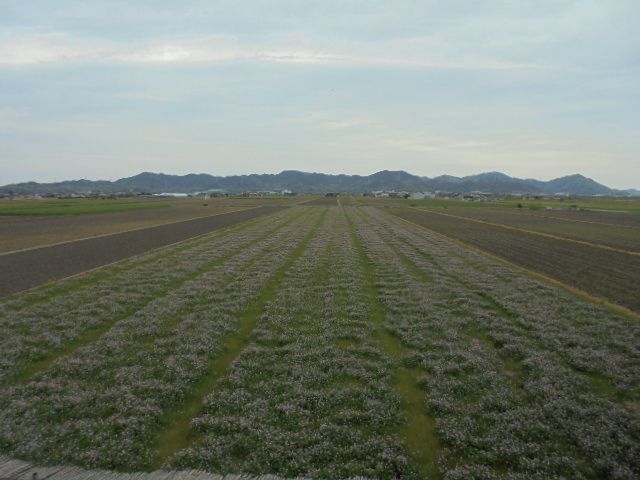 ログハウスの目の前に広がる田畑