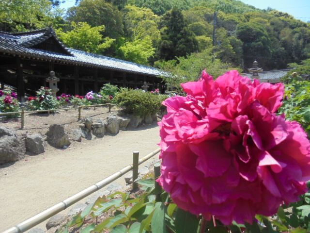 吉備津神社　牡丹の花（赤色）