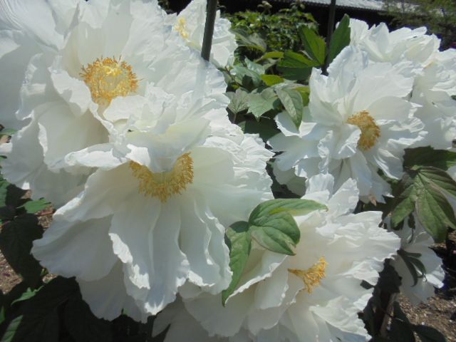 吉備津神社　牡丹の花（白色）