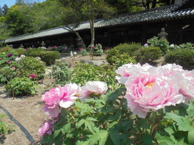 吉備津神社　牡丹の花（ピンク色）