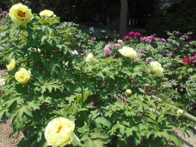 吉備津神社　牡丹の花（黄色）