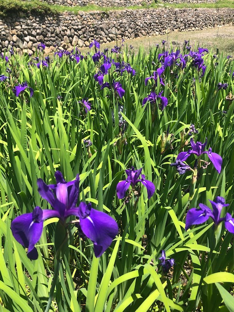 半田山植物園　カキツバタ