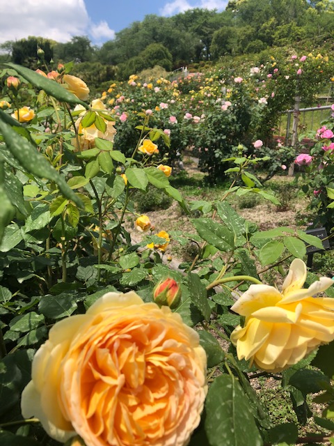 半田山植物園　ガーデンローズ