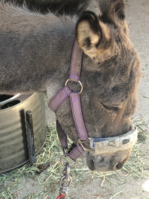 池田動物園 ふれあいひろばのロバ