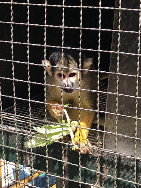 池田動物園 ボリビアリスザル