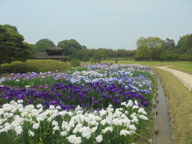 花菖蒲