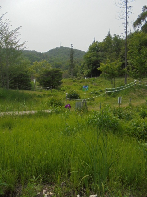 ヒイゴ池湿地