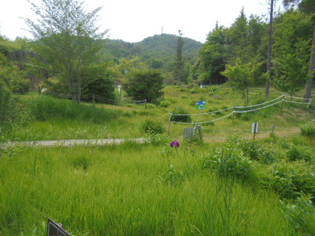 ヒイゴ池湿地