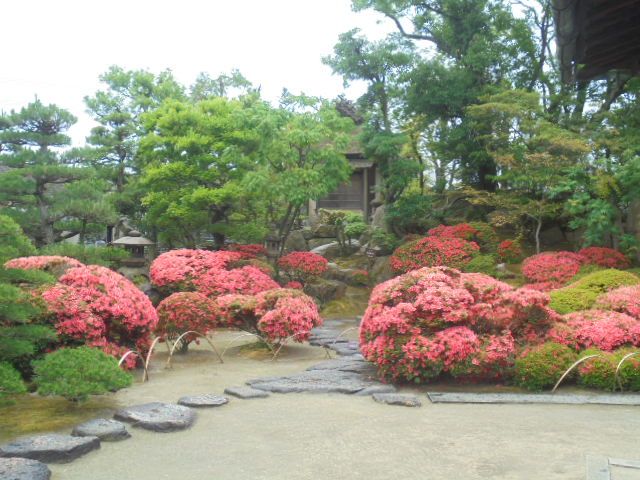 表書院の前の日本庭園に咲き誇る朱色のサツキ