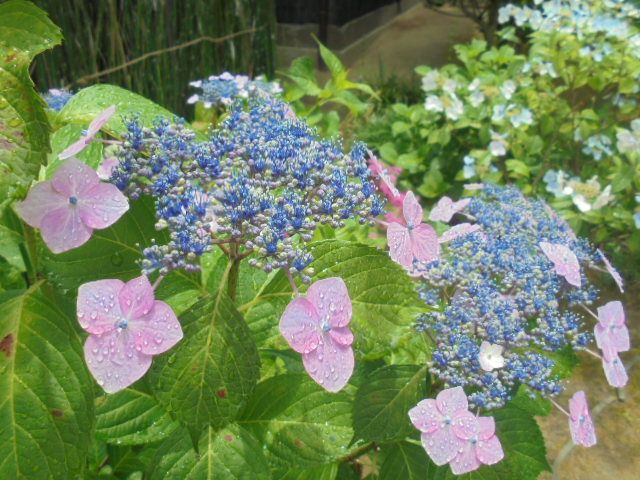 日本庭園の裏手には紫陽花も