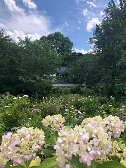 長法寺（通称あじさい寺）