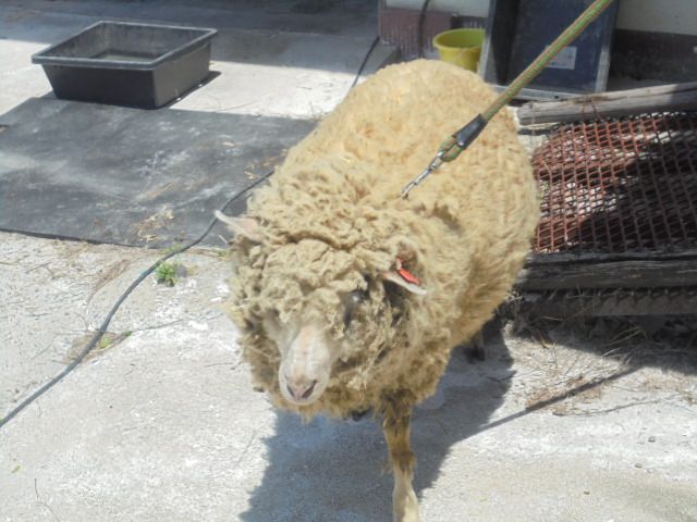 毛刈り前の羊