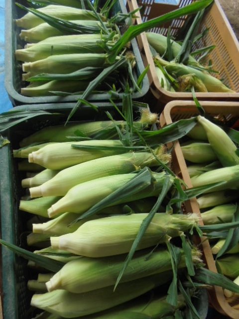 宮木牧場 とうもろこし