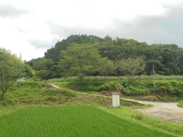 宮木牧場　とうもろこし畑（写真の奥）