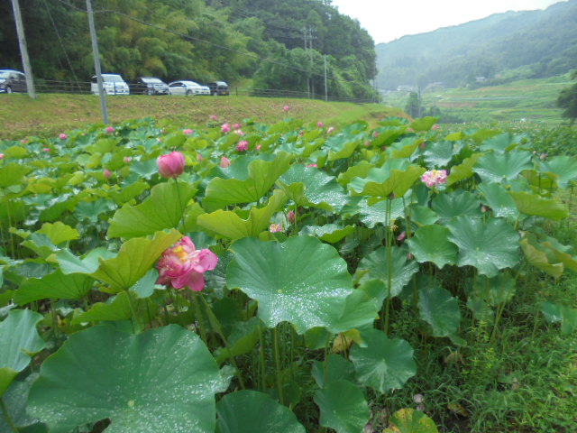 2万株のハス