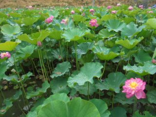 ハス畑宮地やすらぎの里＆時切稲荷神社