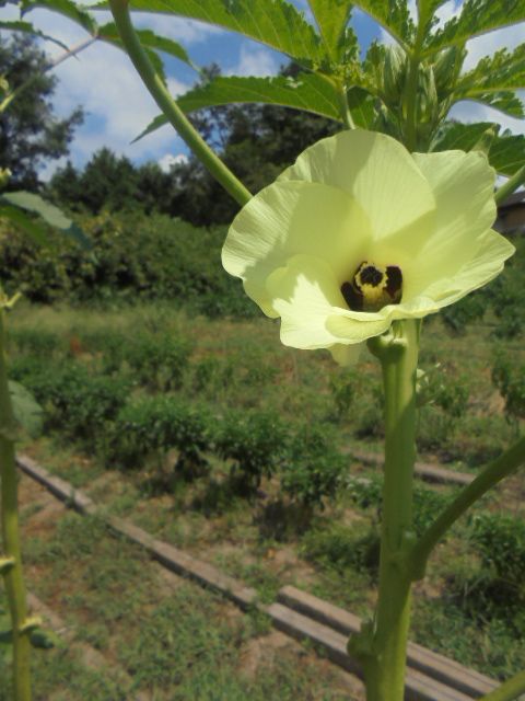 七草農園　花オクラの花