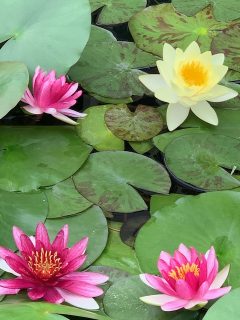 ☆大原美術館＆児島湖花回廊☆