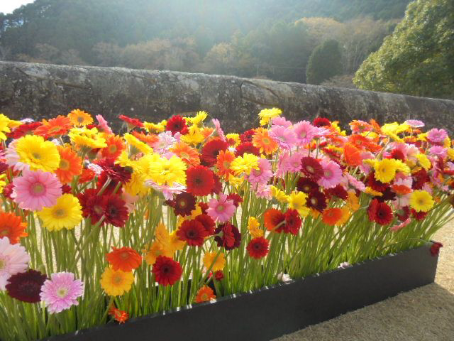 FLOWER EXHIBITION IN SHIZUTANI 