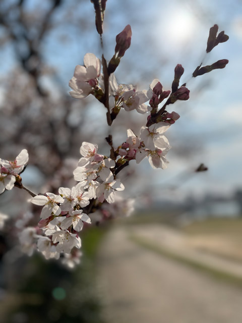 7分咲きの桜