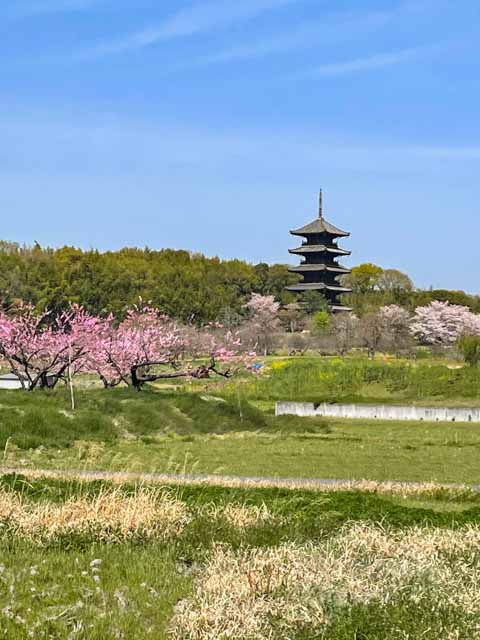 春の備中国分寺五重塔