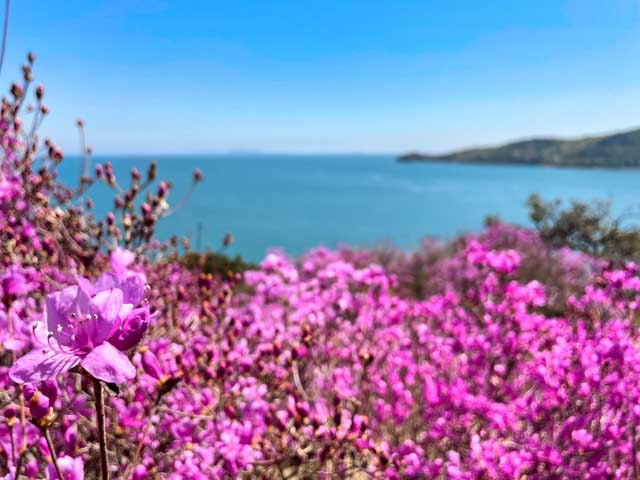 美しい海をバックに約300本のツツジ花が映える