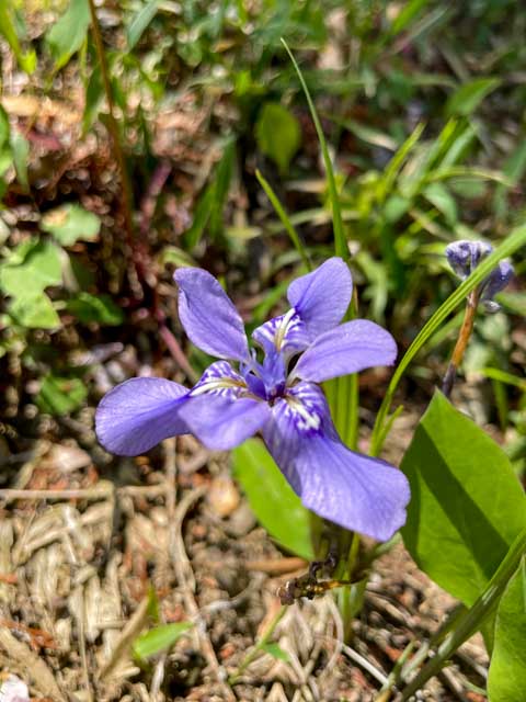 青紫色の美しい花をつけるエヒメアヤメ