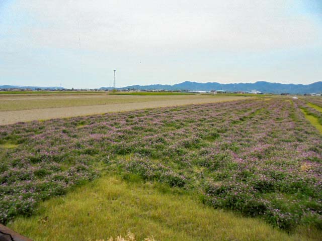 自由に入れるレンゲ畑