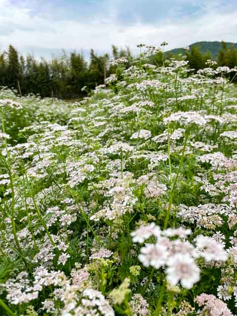 満開のパクチーの花