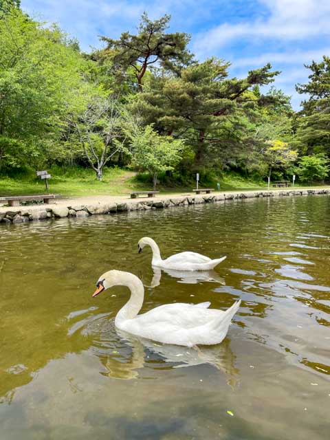 お引越ししてきた白鳥