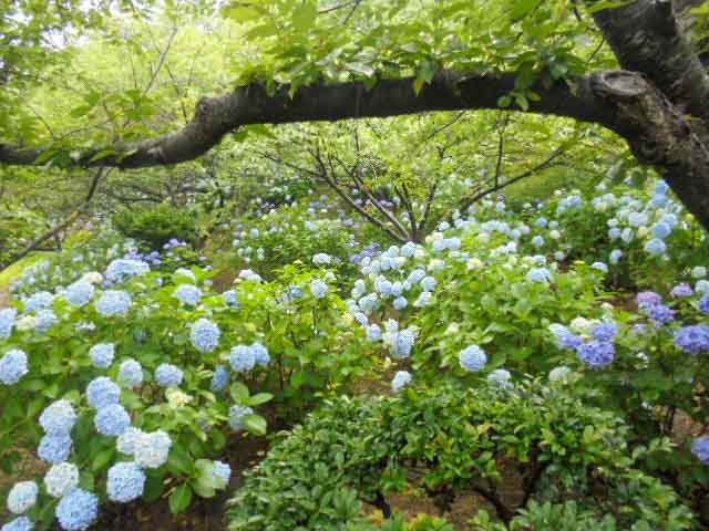 色とりどりの紫陽花が8分咲き