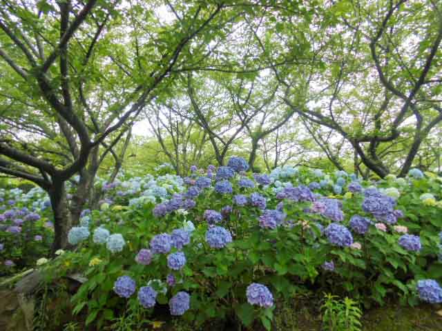 この時期ならではの光景